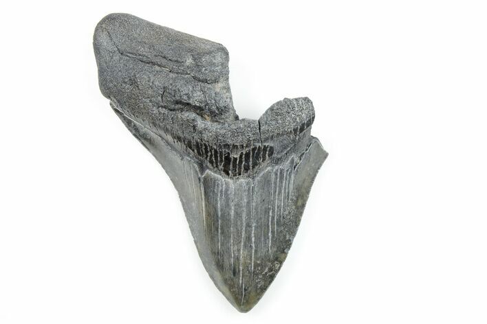 Partial, Fossil Megalodon Tooth - Serrated Blade #171081